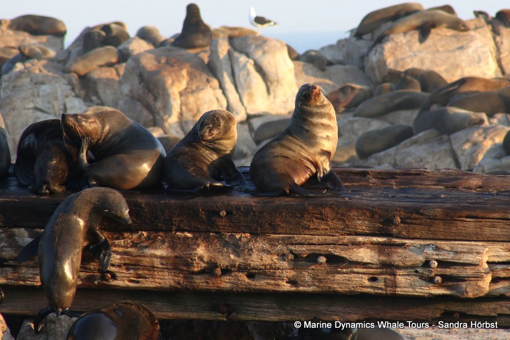 cape fur seal, whale watching, gansbaai, south africa