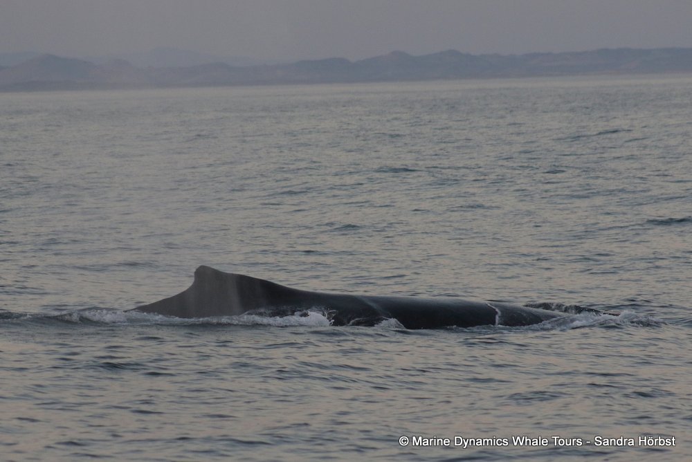 humpback whale, whale watching, gansbaai, south africa