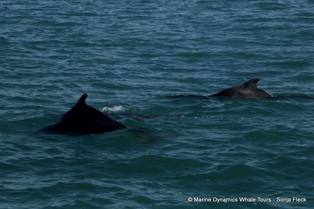 humpback dolphin, whale watching, gansbaai, south africa