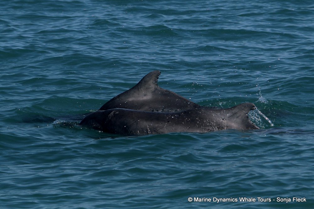 humpback dolphin, whale watching, gansbaai, south africa