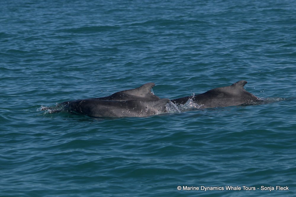 humpback dolphin, whale watching, gansbaai, south africa