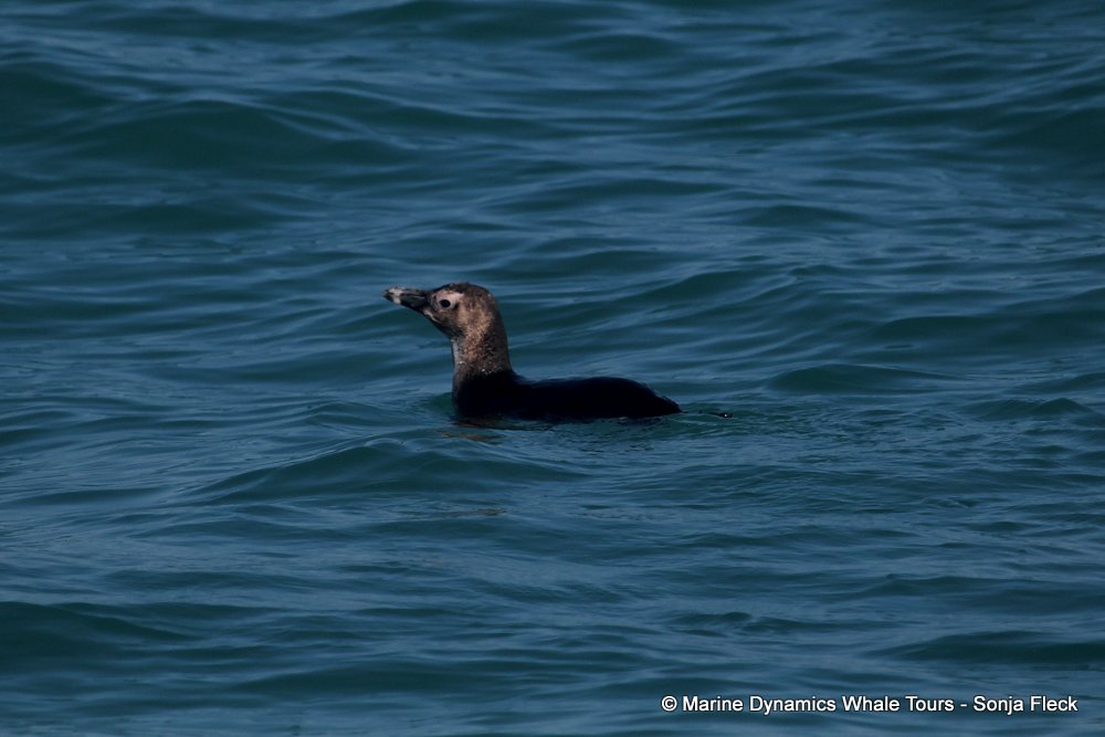 african penguin, whale watching, gansbaai, south africa