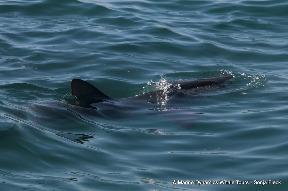 bronze whaler shark, whale watching, gansbaai, south africa,
