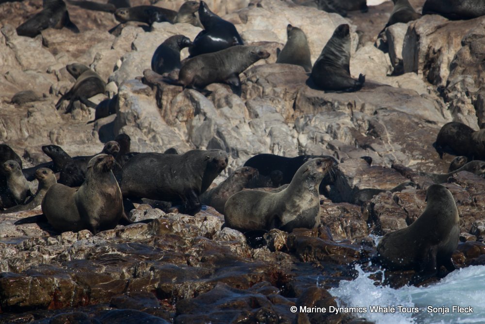cape fur seal, whale watching, gansbaai, south africa