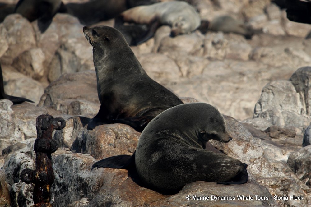 cape fur seal, whale watching, gansbaai, south africa
