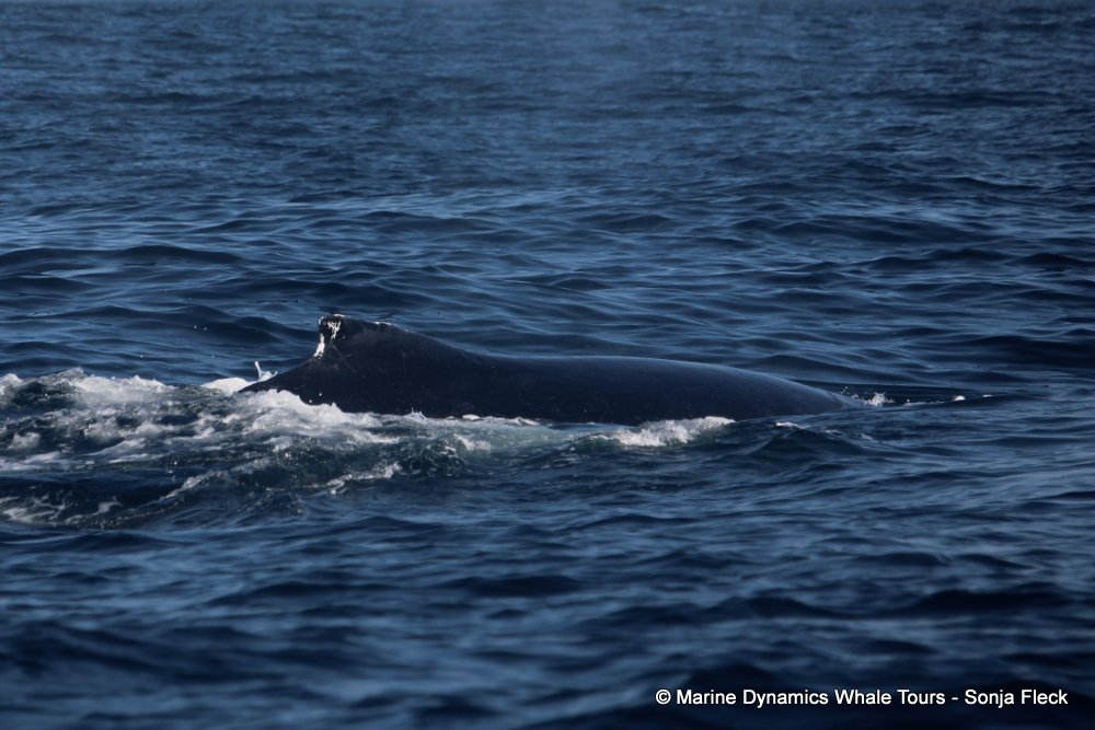 humpback whale, whale watching, gansbaai, south africa