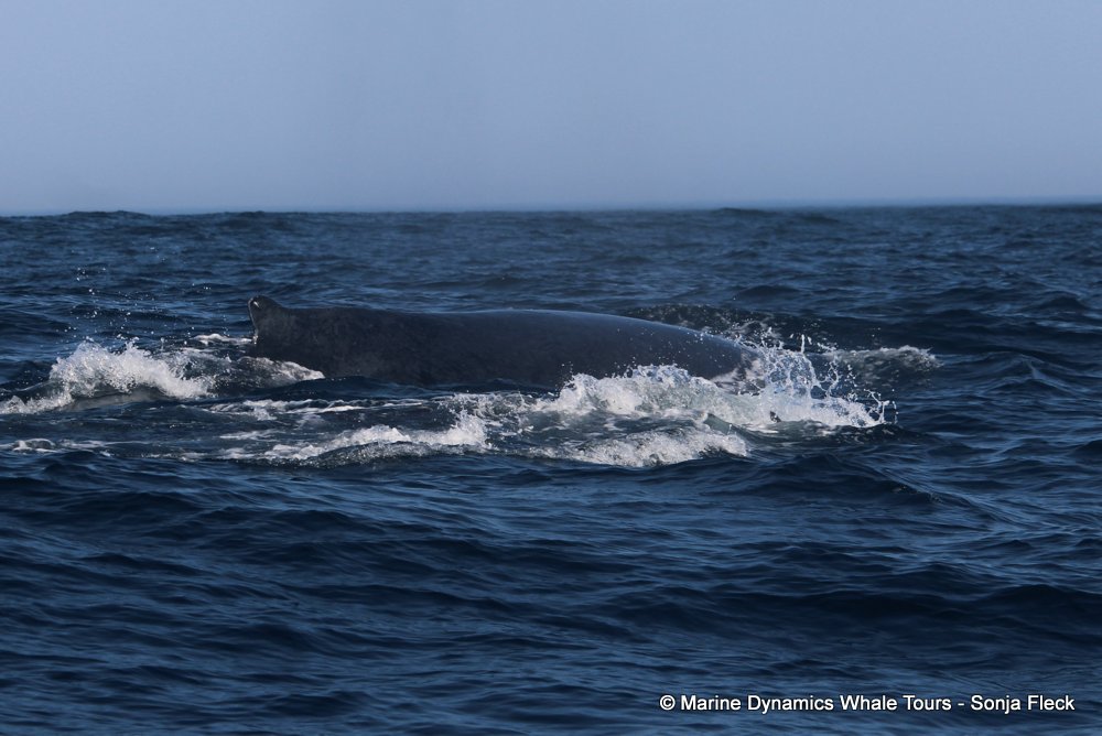 humpback whale, whale watching, gansbaai, south africa