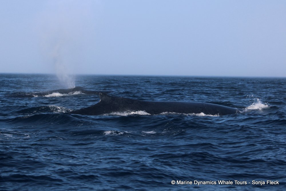 humpback whale, whale watching, gansbaai, south africa