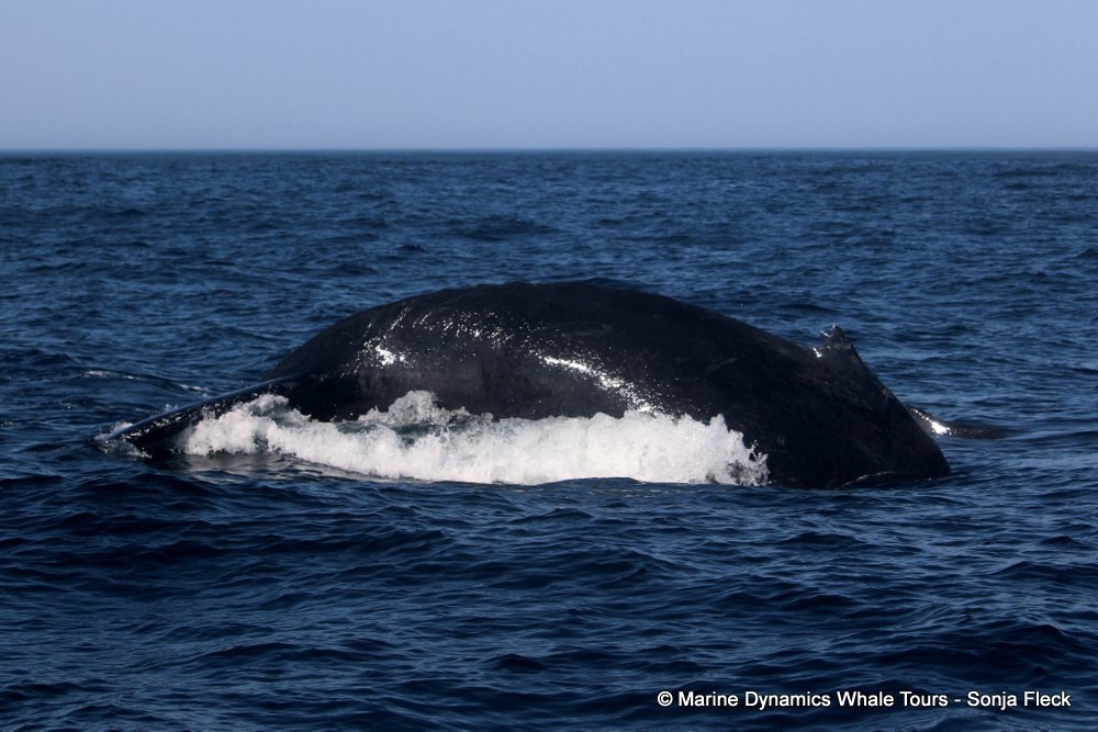 humpback whale, whale watching, gansbaai, south africa
