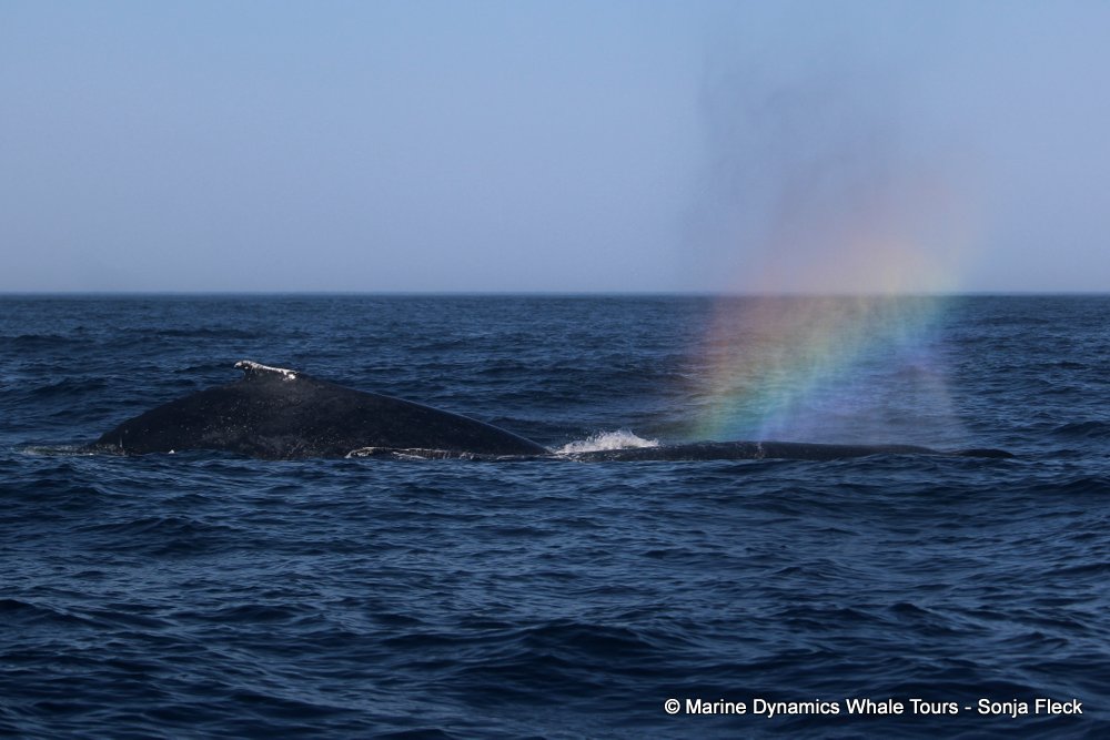 humpback whale, whale watching, gansbaai, south africa