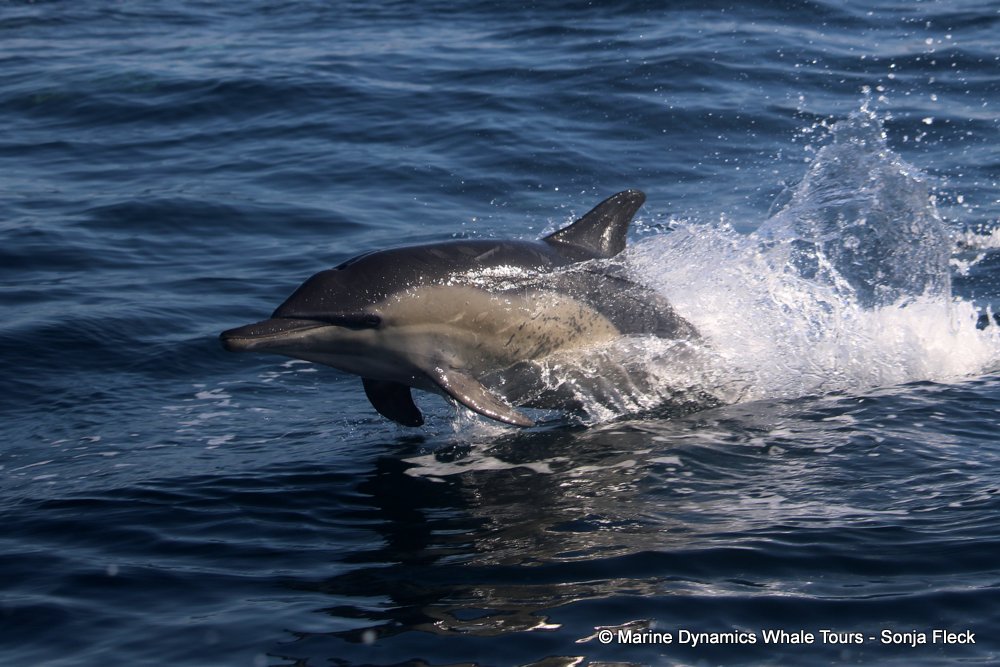 common dolphin, whale watching, gansbaai, south africa