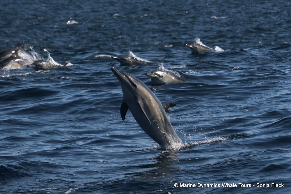 common dolphin, whale watching, gansbaai, south africa