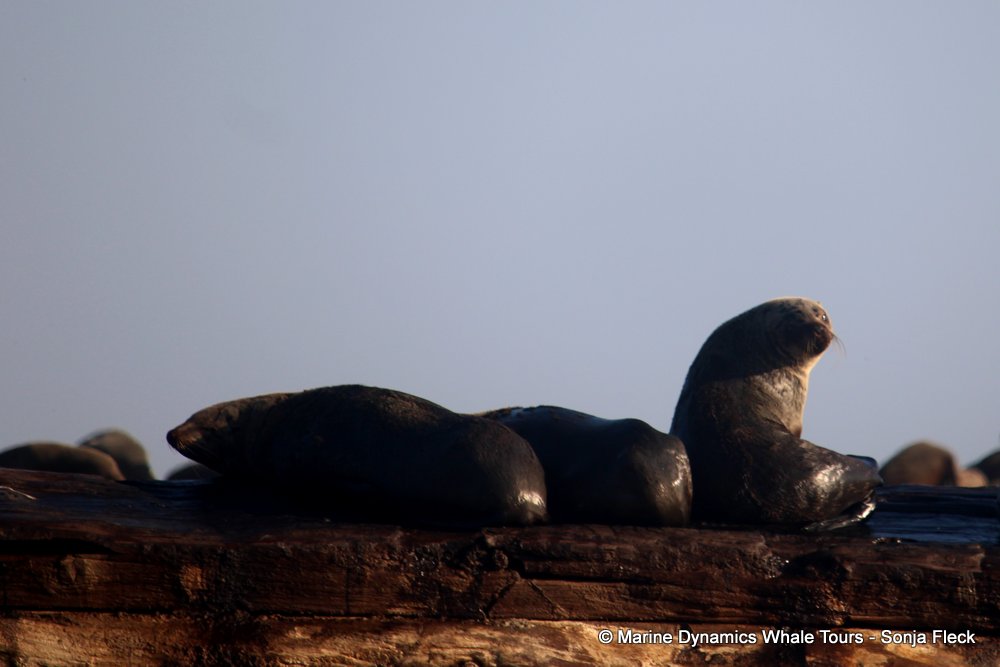 cape fur seal, whale watching, gansbaai, south africa