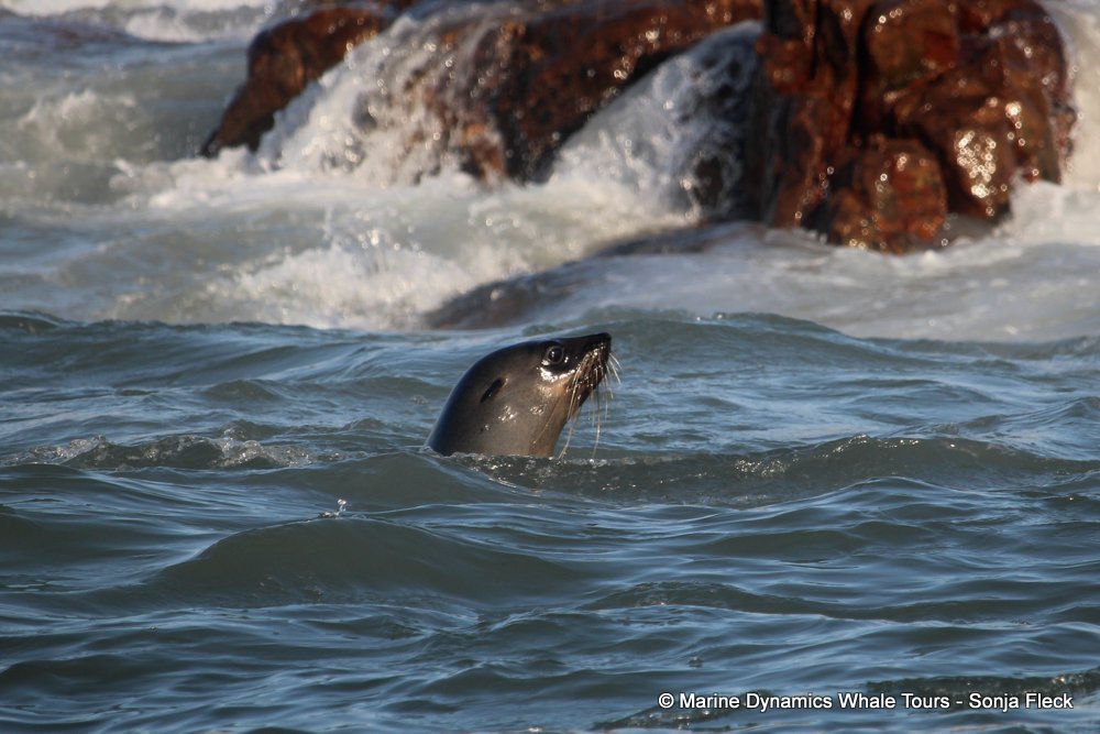 cape fur seal, whale watching, gansbaai, south africa