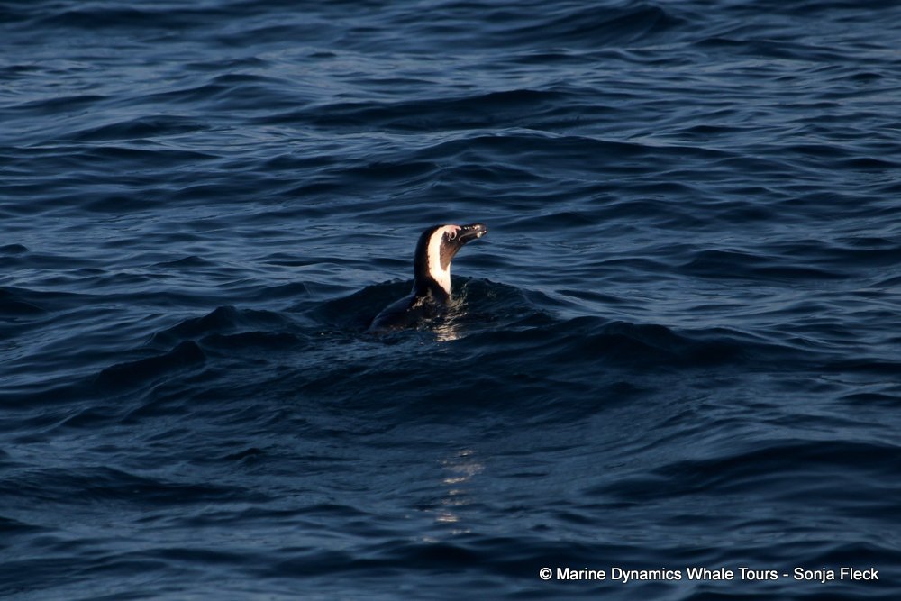 african penguin, whale watching, gansbaai, south africa