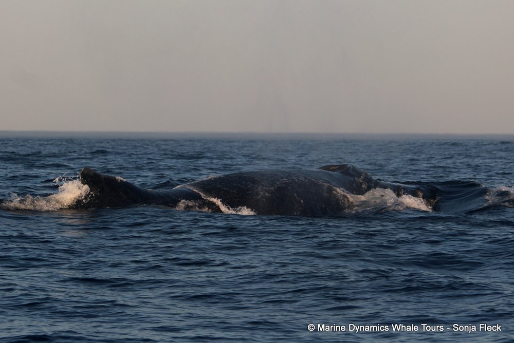 humpback whale, whale watching, gansbaai, south africa