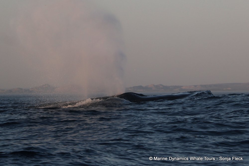 humpback whale, whale watching, gansbaai, south africa