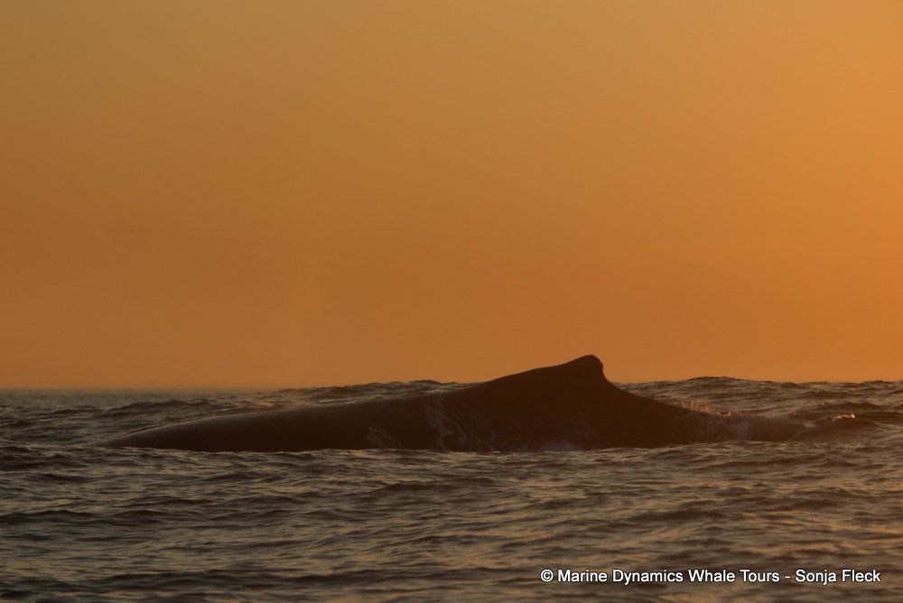 humpback whale, whale watching, gansbaai, south africa
