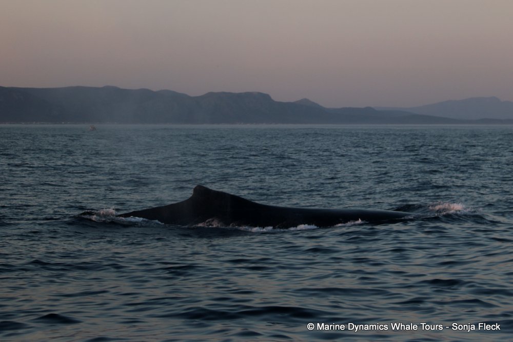 humpback whale, whale watching, gansbaai, south africa