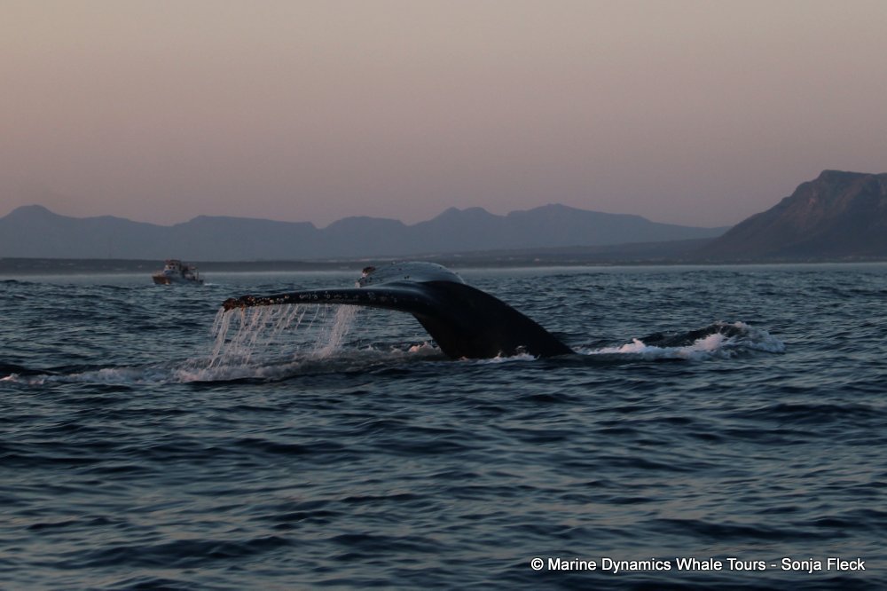 humpback whale, whale watching, gansbaai, south africa