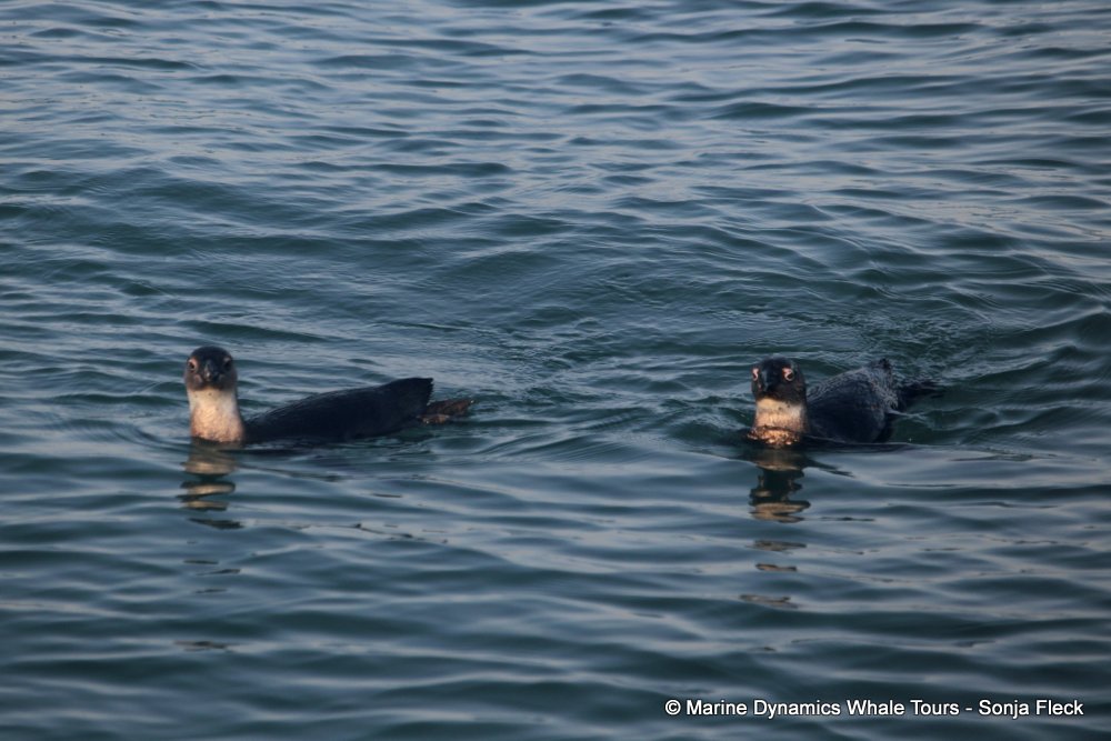 african penguin, whale watching, gansbaai, south africa