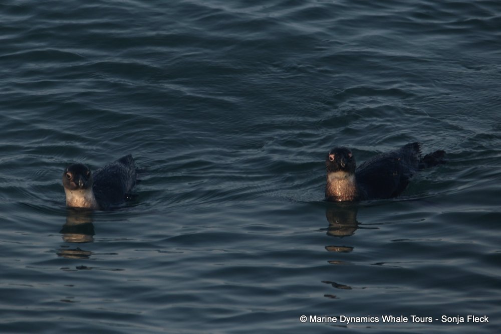 african penguin, whale watching, gansbaai, south africa