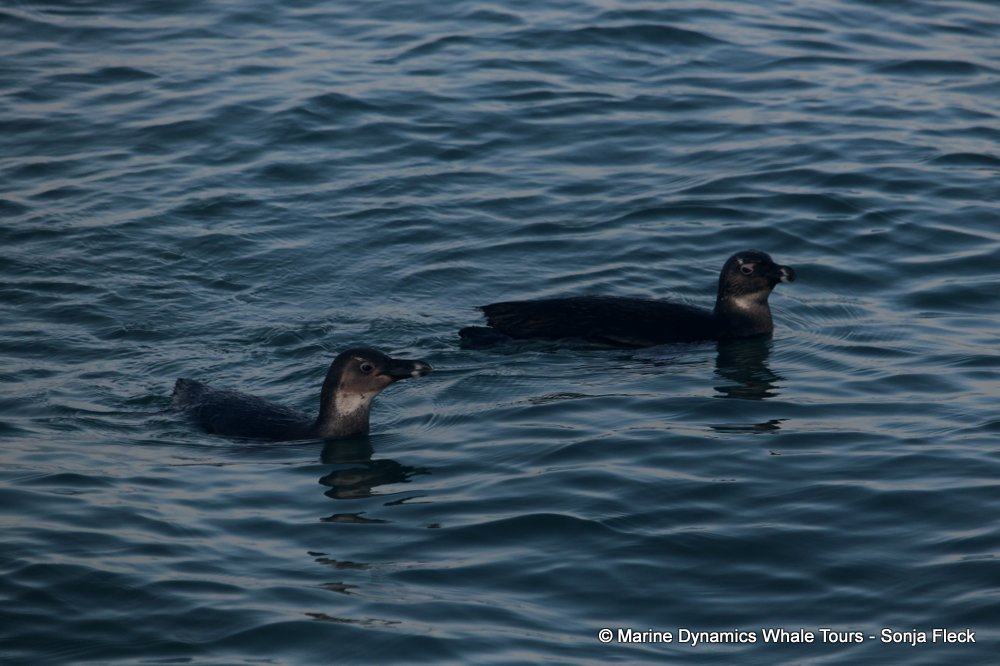 african penguin, whale watching, gansbaai, south africa
