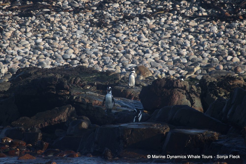 african penguin, whale watching, gansbaai, south africa