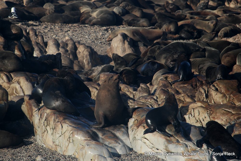 cape fur seal, whale watching, gansbaai, south africa