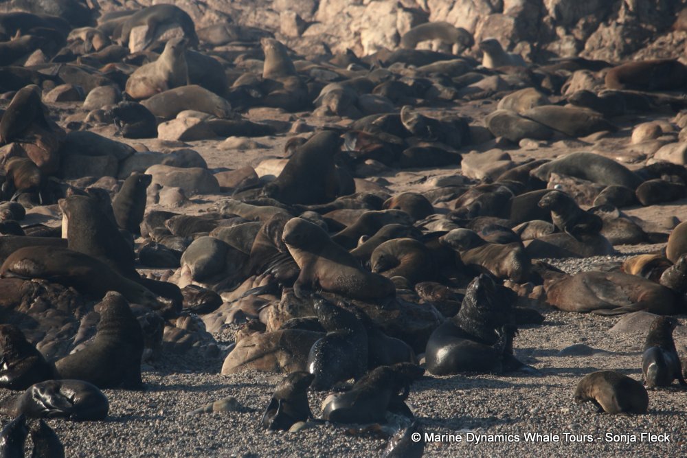 cape fur seal, whale watching, gansbaai, south africa