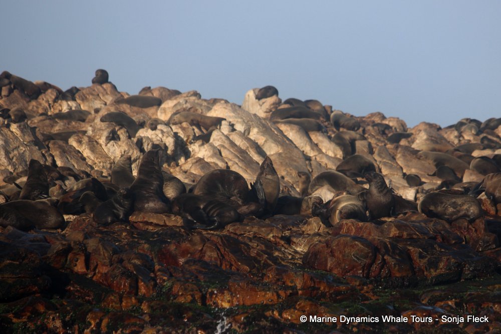 cape fur seal, whale watching, gansbaai, south africa