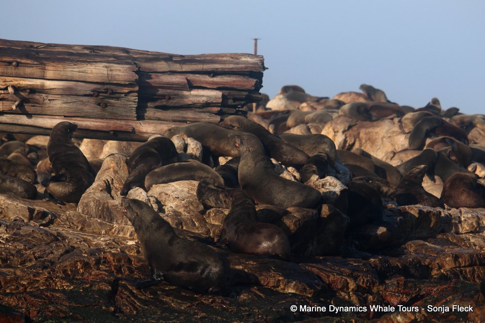 cape fur seal, whale watching, gansbaai, south africa