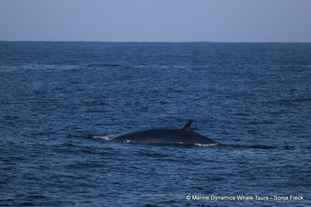 bryde's whale, whale watching, gansbaai, south africa,