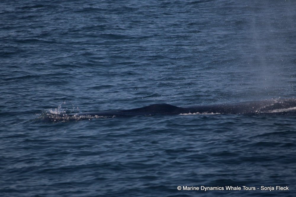 bryde's whale, whale watching, gansbaai, south africa,