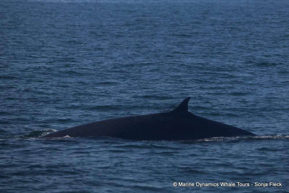 bryde's whale, whale watching, gansbaai, south africa,