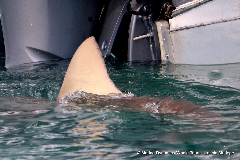 bronze whaler shark, whale watching, gansbaai, south africa,