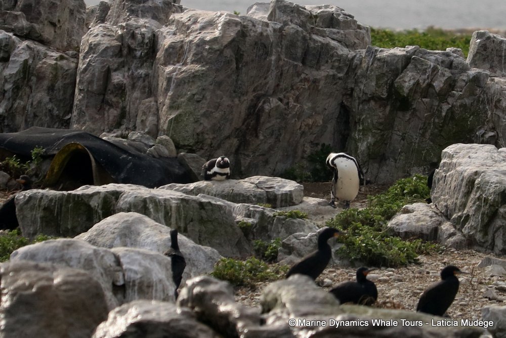 african penguin, whale watching, gansbaai, south africa