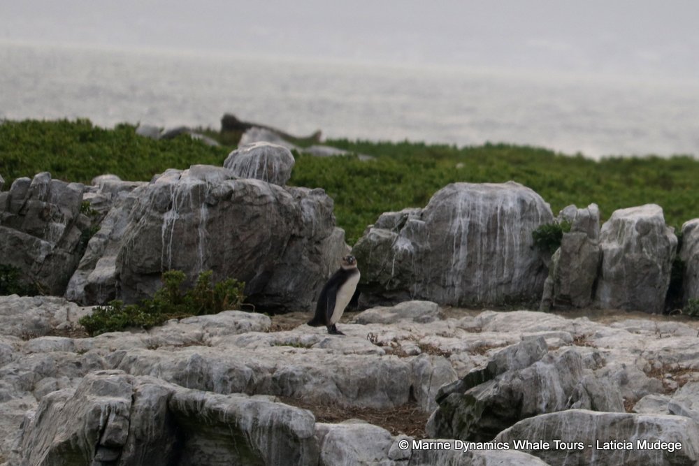 african penguin, whale watching, gansbaai, south africa