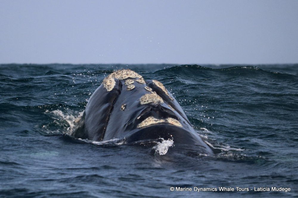 Southern right whale, whale watching, gansbaai, south africa,