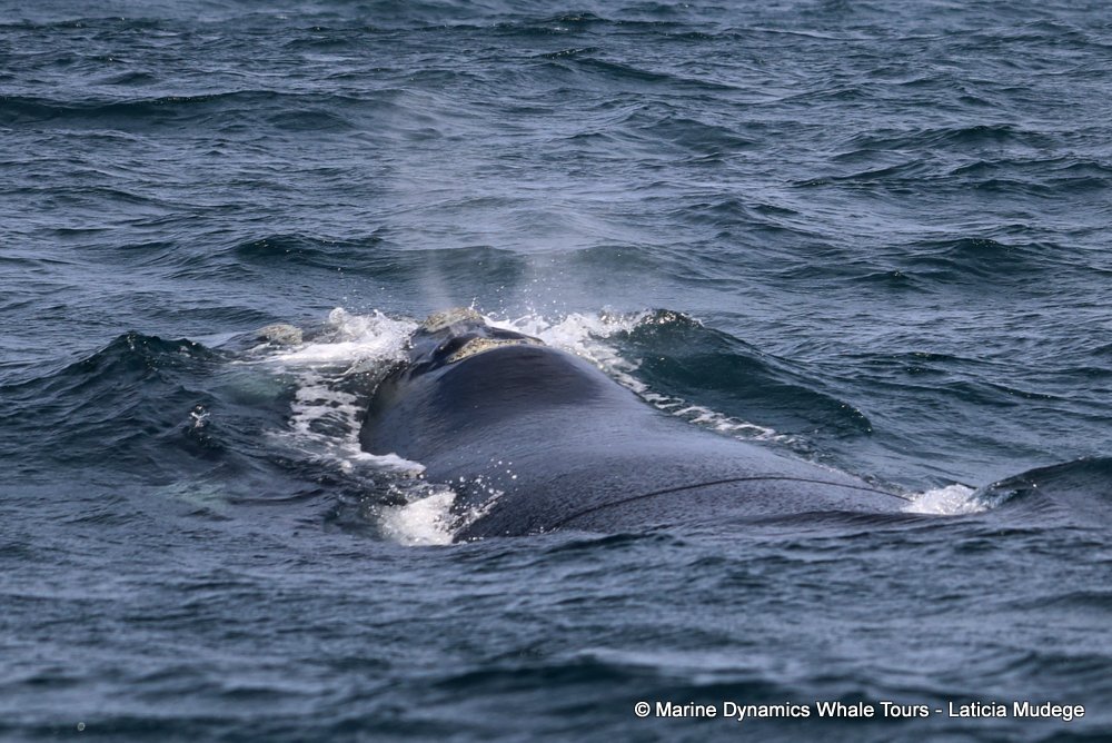 Southern right whale, whale watching, gansbaai, south africa,