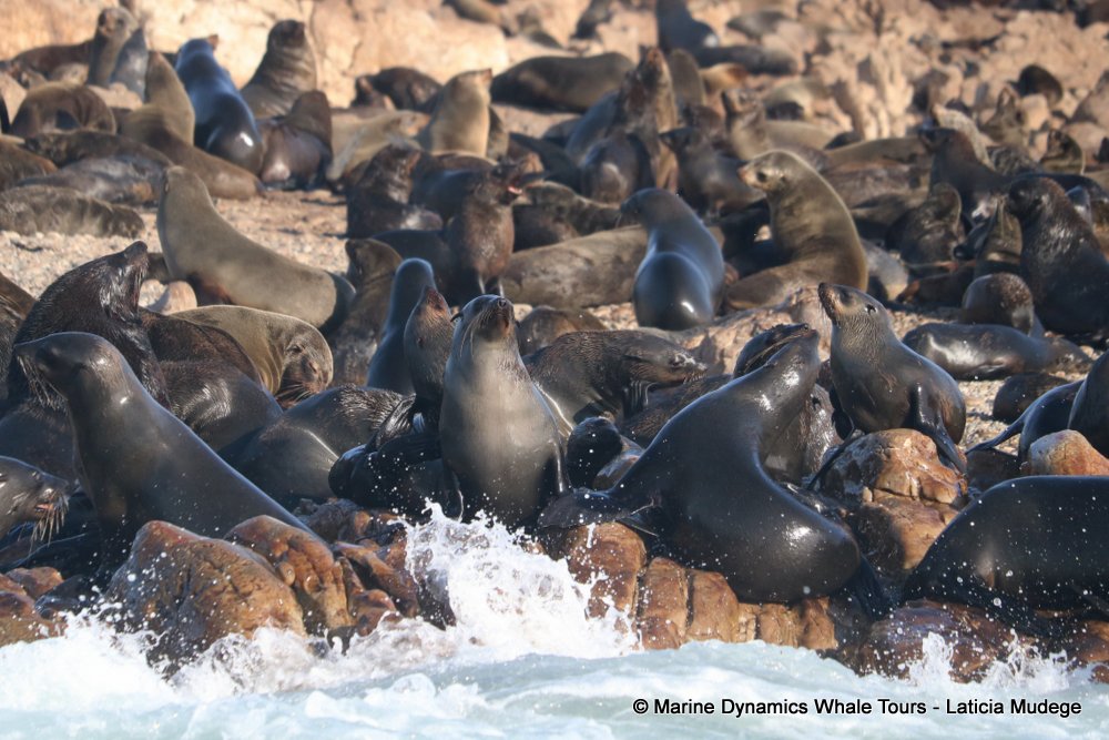 cape fur seal, whale watching, gansbaai, south africa