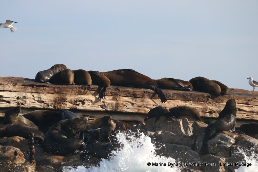 cape fur seal, whale watching, gansbaai, south africa
