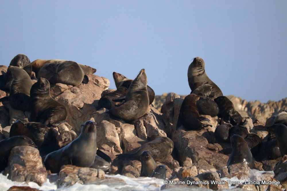cape fur seal, whale watching, gansbaai, south africa