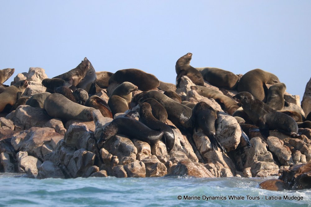 cape fur seal, whale watching, gansbaai, south africa