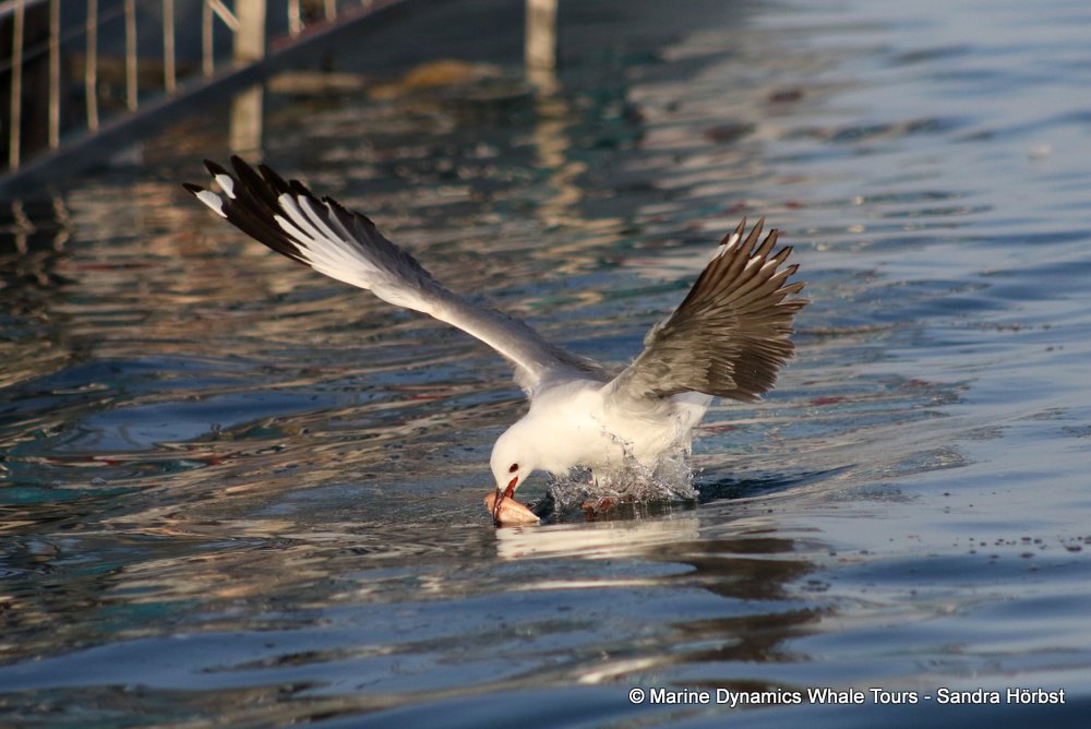 hartlaub's gull, whale watching, gansbaai, south africa