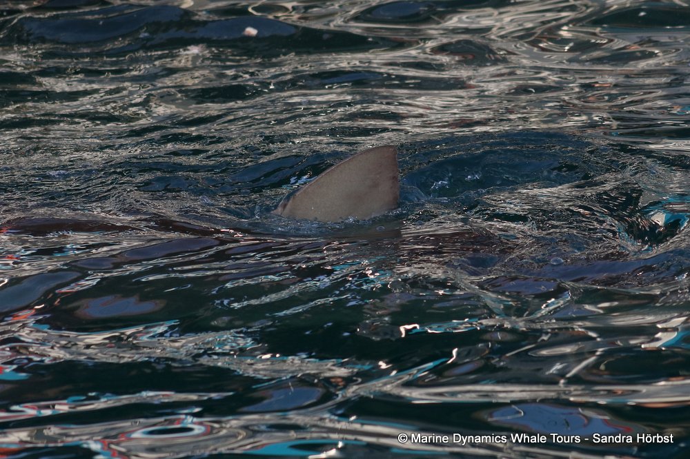 bronze whaler shark, whale watching, gansbaai, south africa,