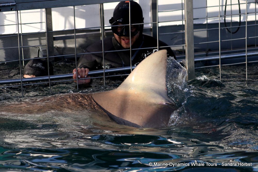 bronze whaler shark, whale watching, gansbaai, south africa,