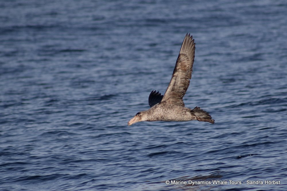 giant petrel, whale watching, gansbaai, south africa,