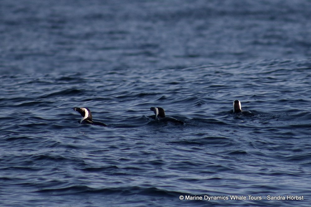 african penguin, whale watching, gansbaai, south africa