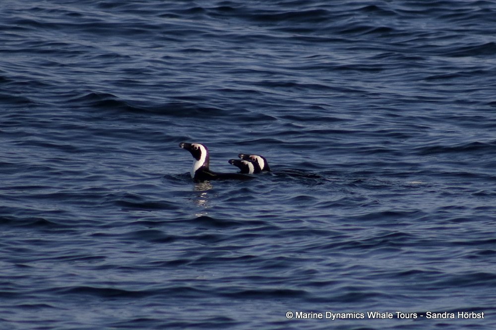 african penguin, whale watching, gansbaai, south africa